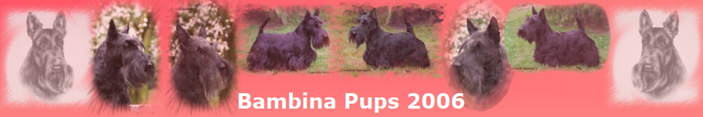 Bambina Pups 2006