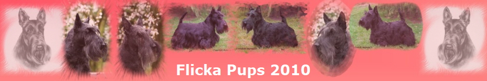 Flicka Pups 2010