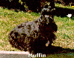 Muffin APril 1987